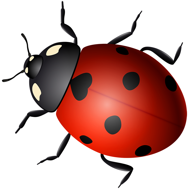 bug Abnormal process execution